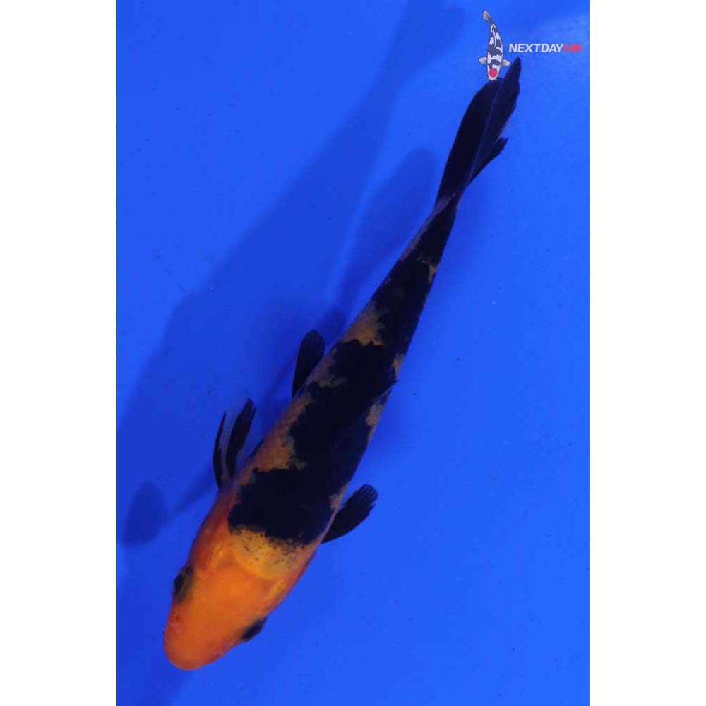 3.5” Imported Aka Bekko