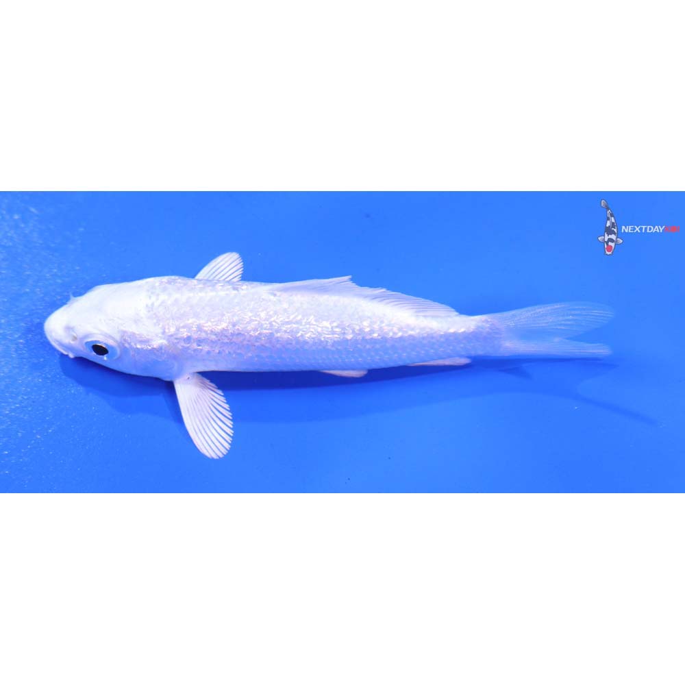 3” Imported Gin Rin Platinum Ogon