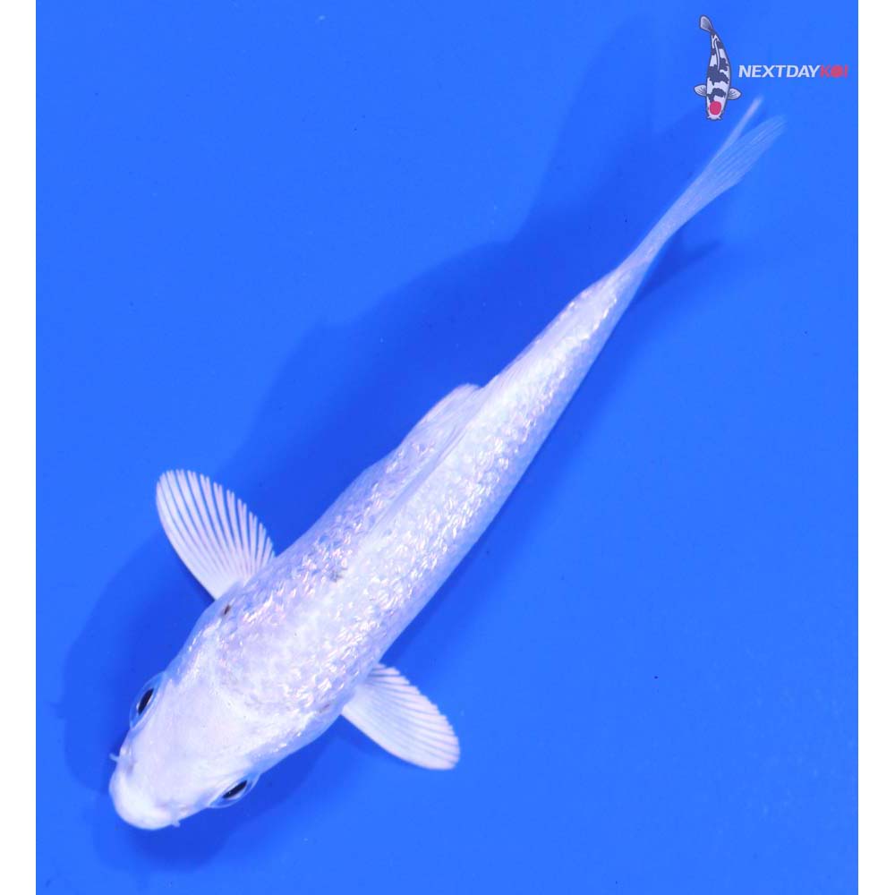 3” Imported Gin Rin Platinum Ogon