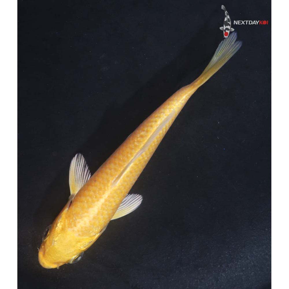 4” Imported Yamabuki Ogon