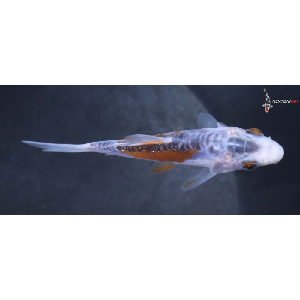 3.5” Imported Shusui