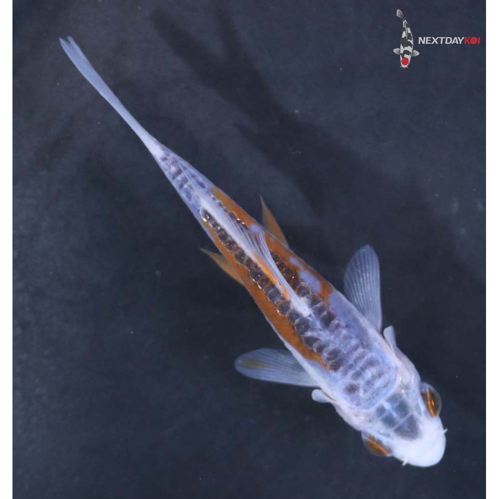 3.5” Imported Shusui