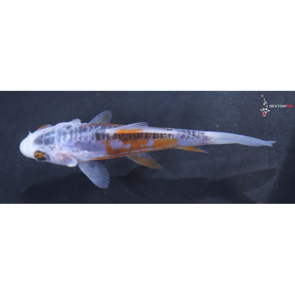 3.5” Imported Shusui