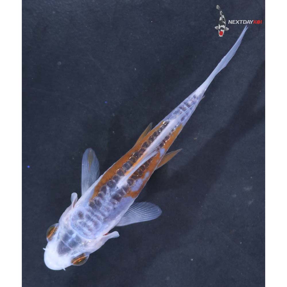 3.5” Imported Shusui