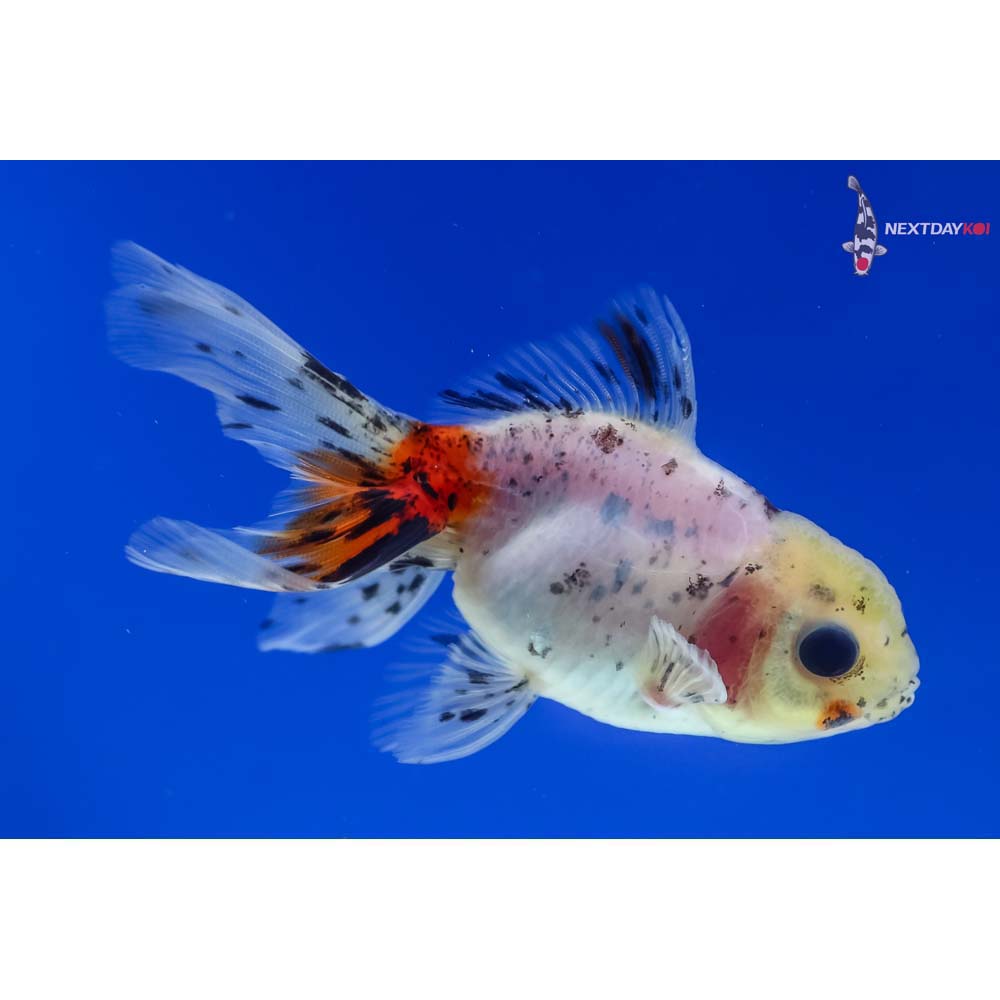 3” Imported Calico Oranda