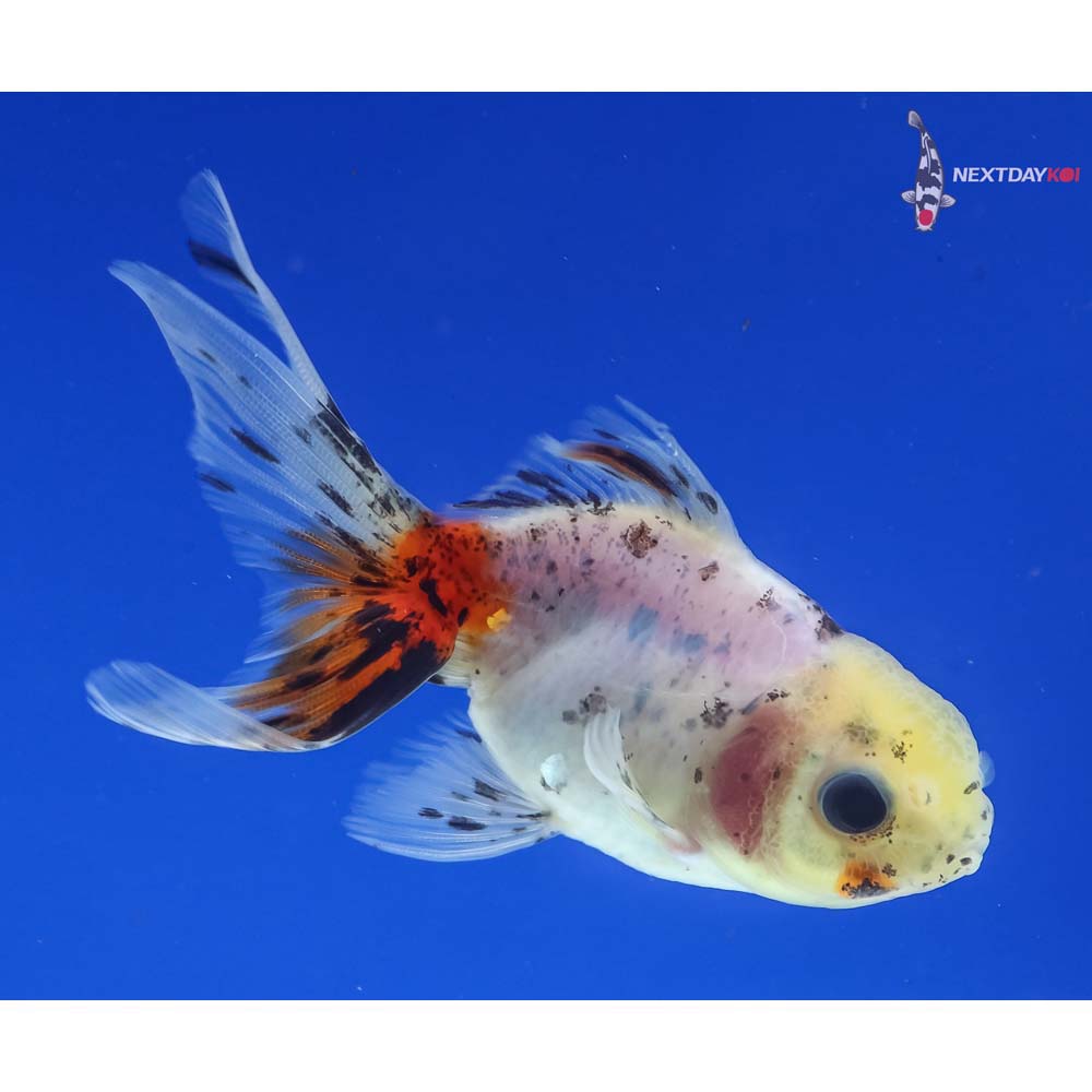 3” Imported Calico Oranda
