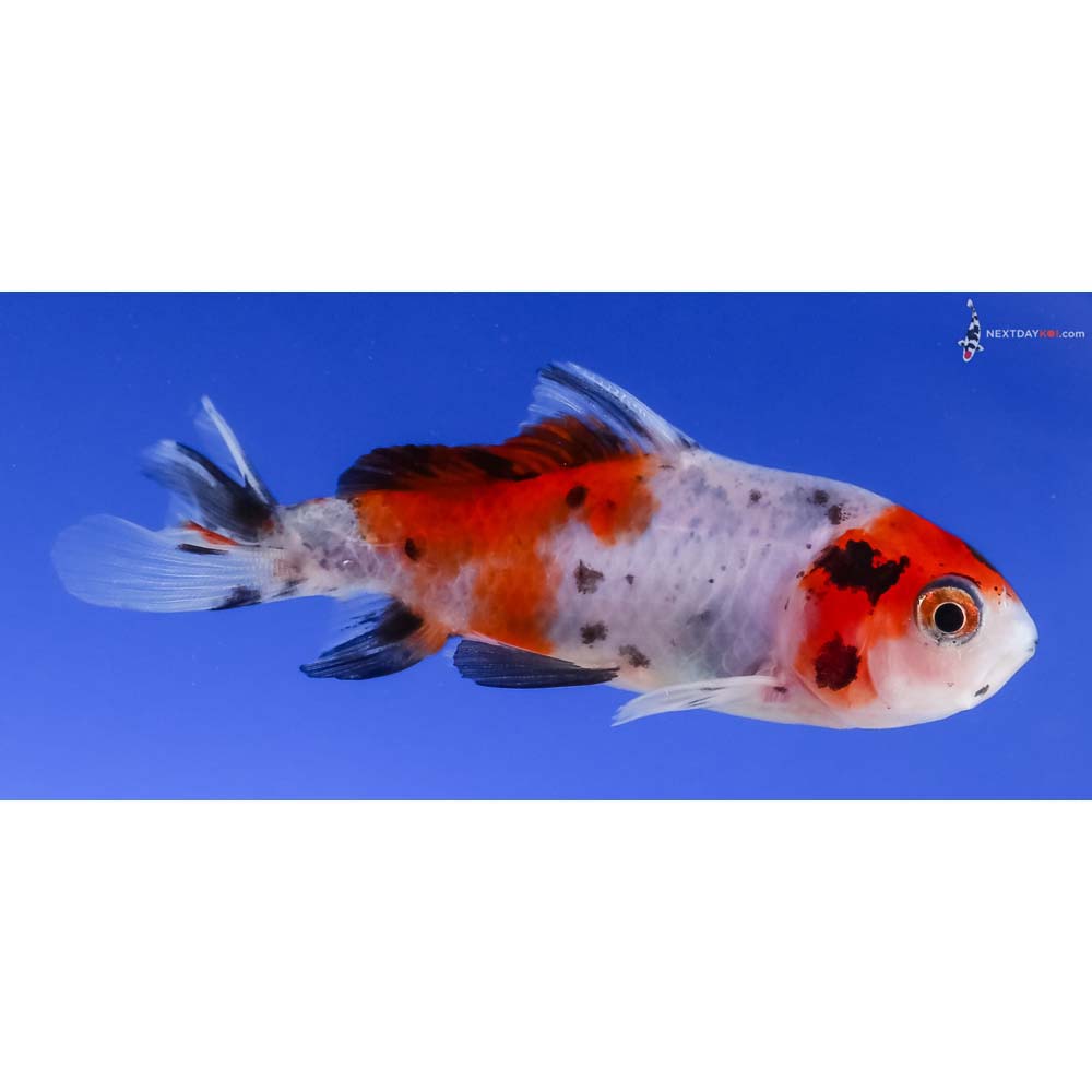 3” Imported Calico Wakin