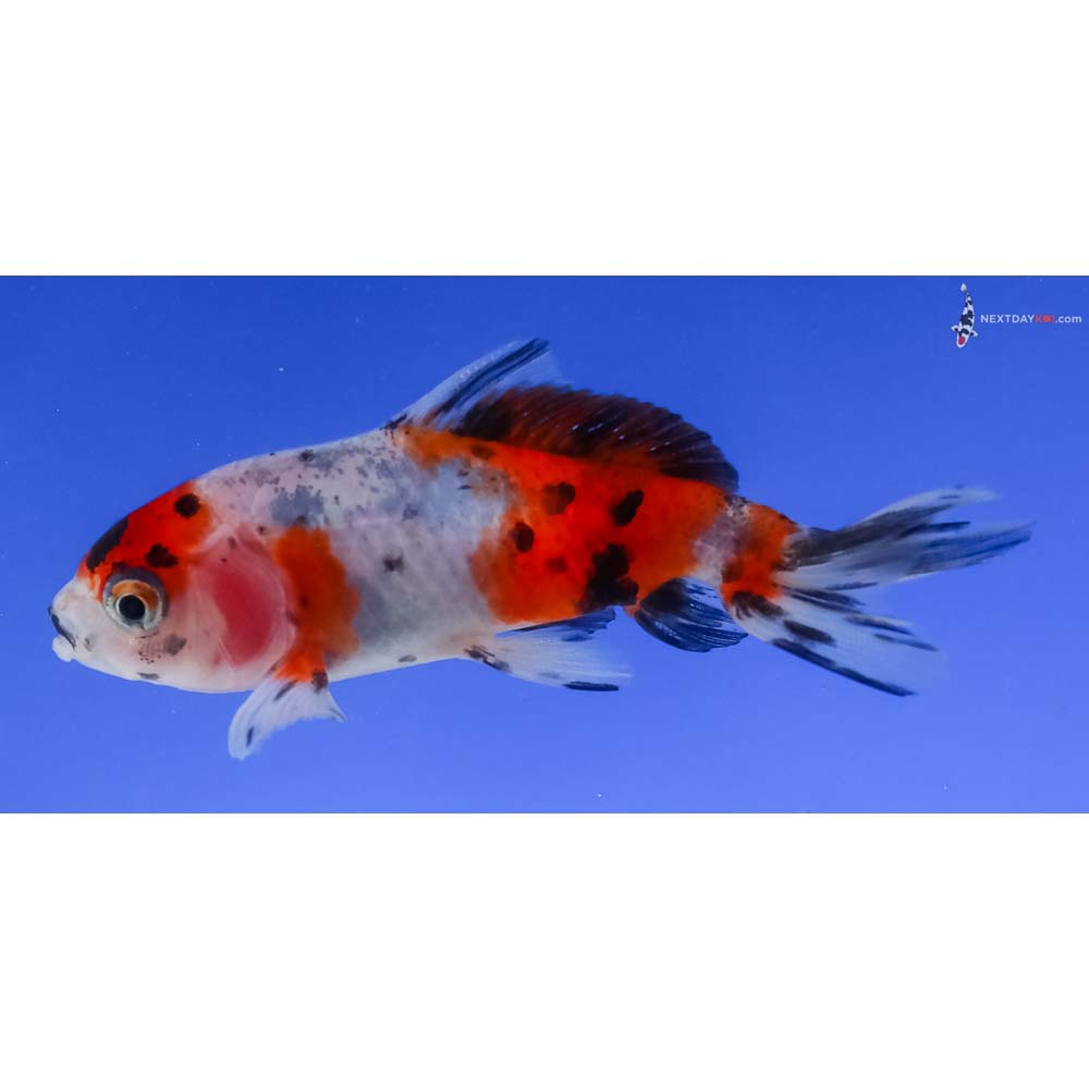 3” Imported Calico Wakin