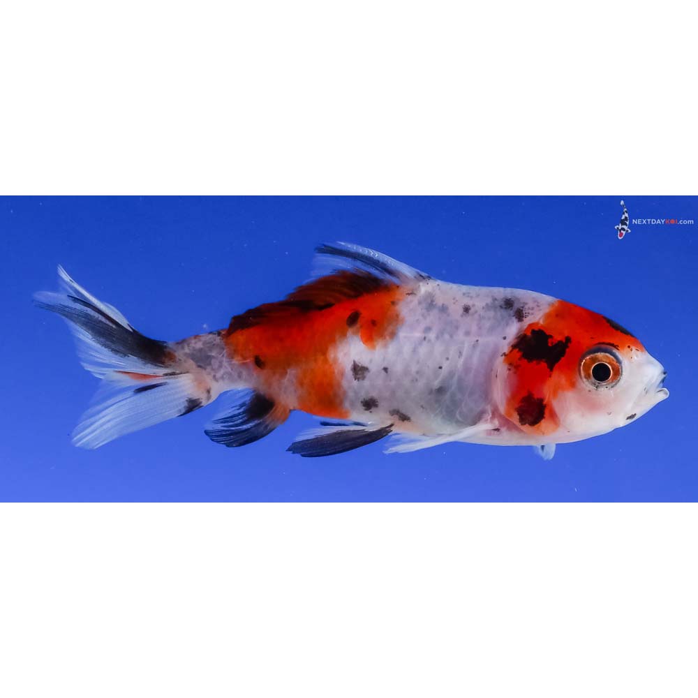 3” Imported Calico Wakin
