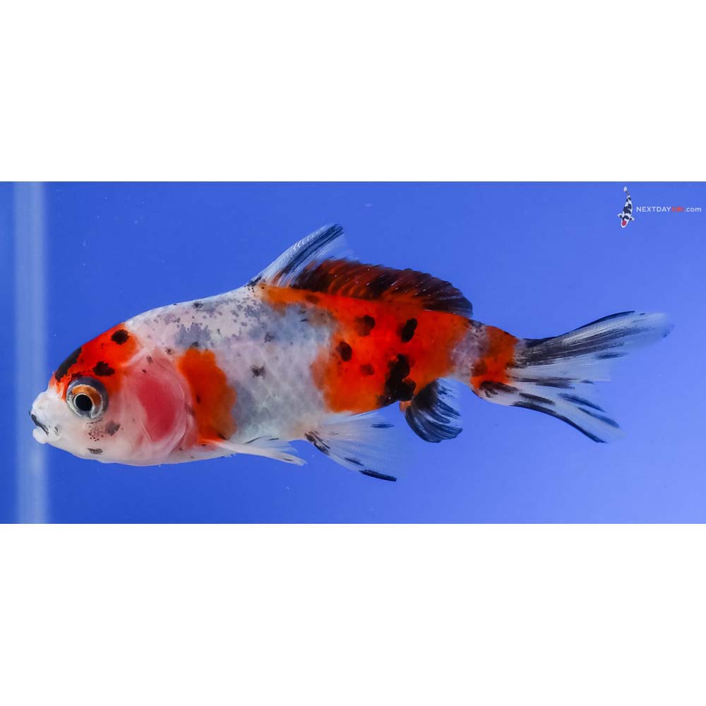 3” Imported Calico Wakin