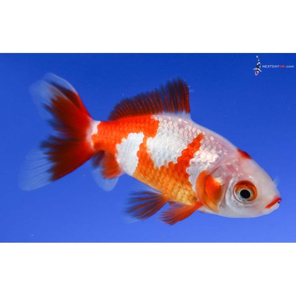 3.5” Imported Red and White Wakin