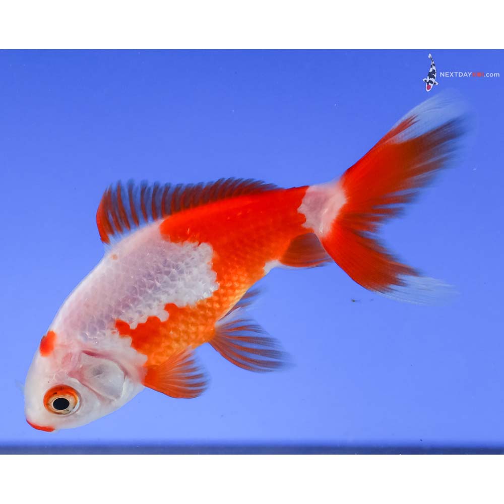 3.5” Imported Red and White Wakin