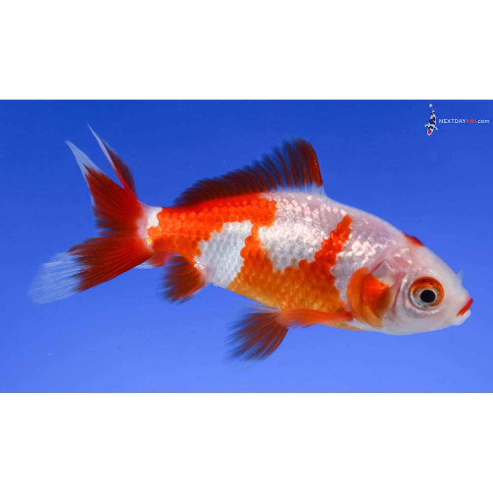 3.5” Imported Red and White Wakin