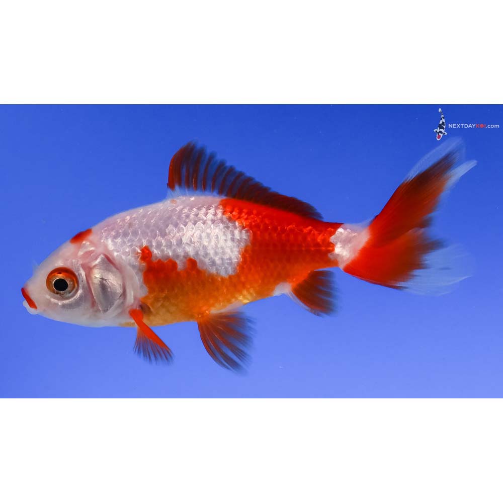 3.5” Imported Red and White Wakin