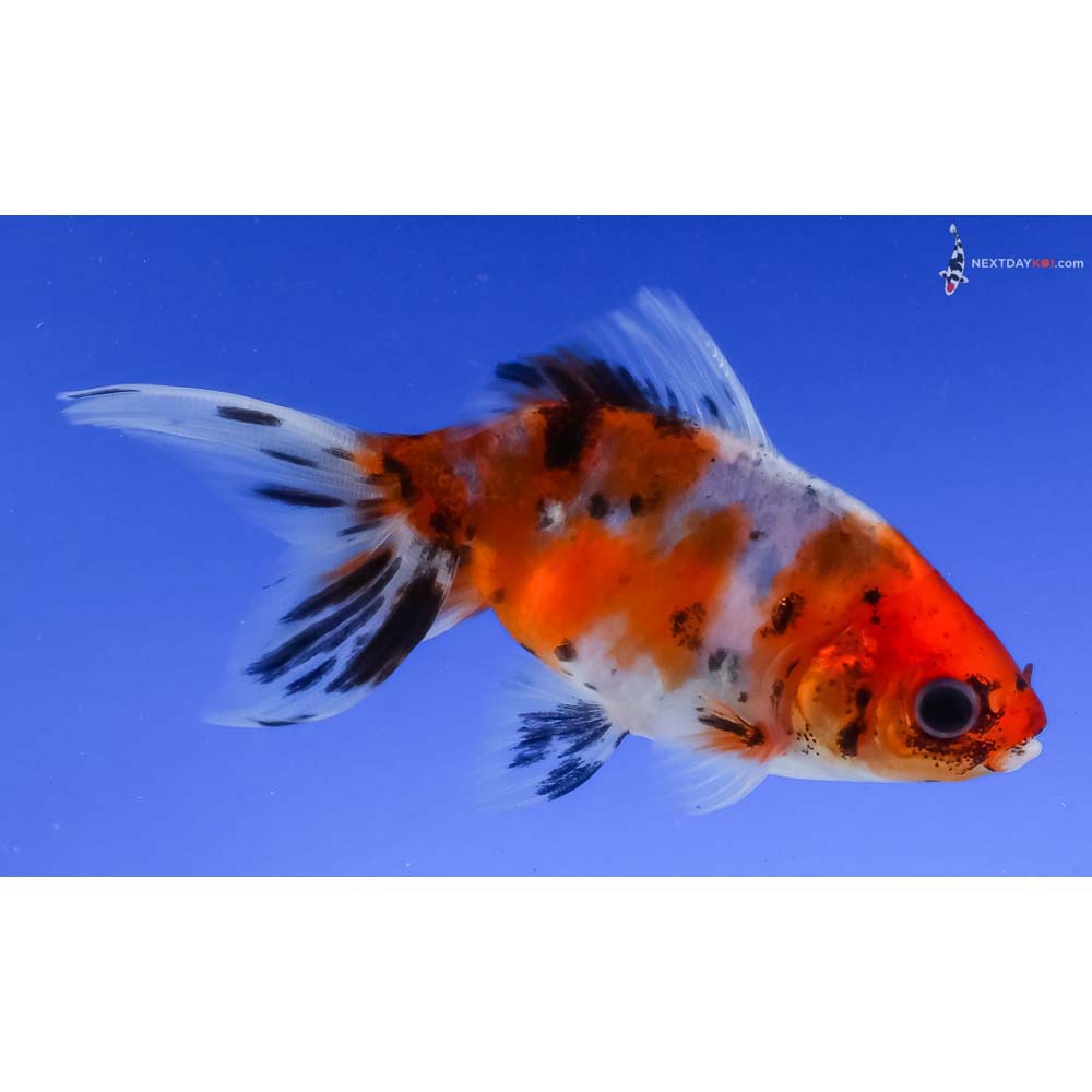 3.5” Imported Calico Wakin