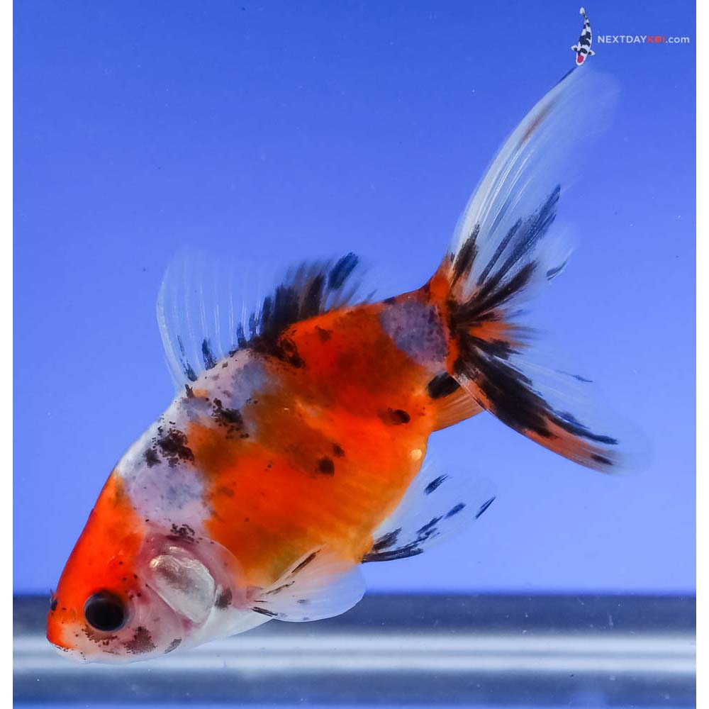 3.5” Imported Calico Wakin