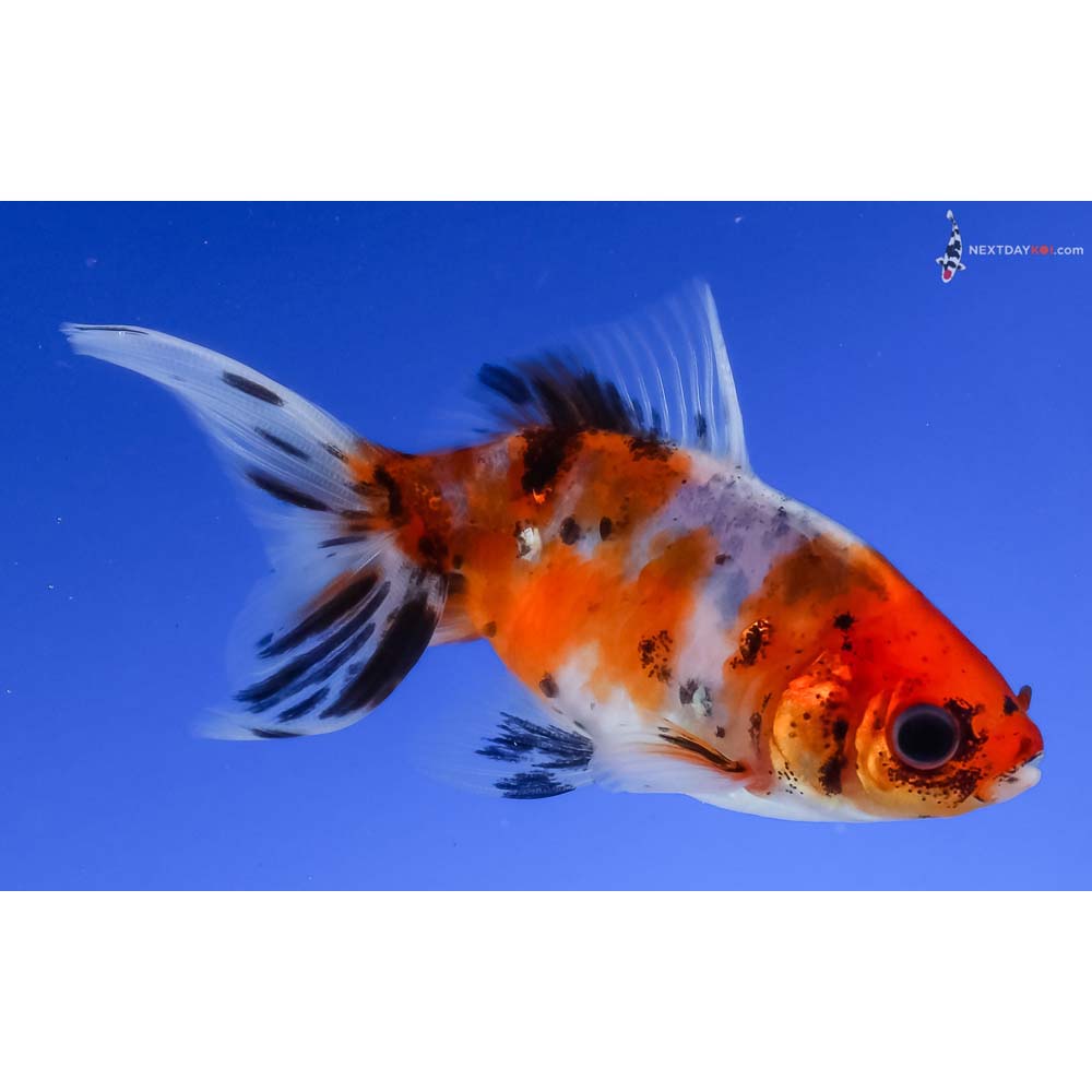 3.5” Imported Calico Wakin