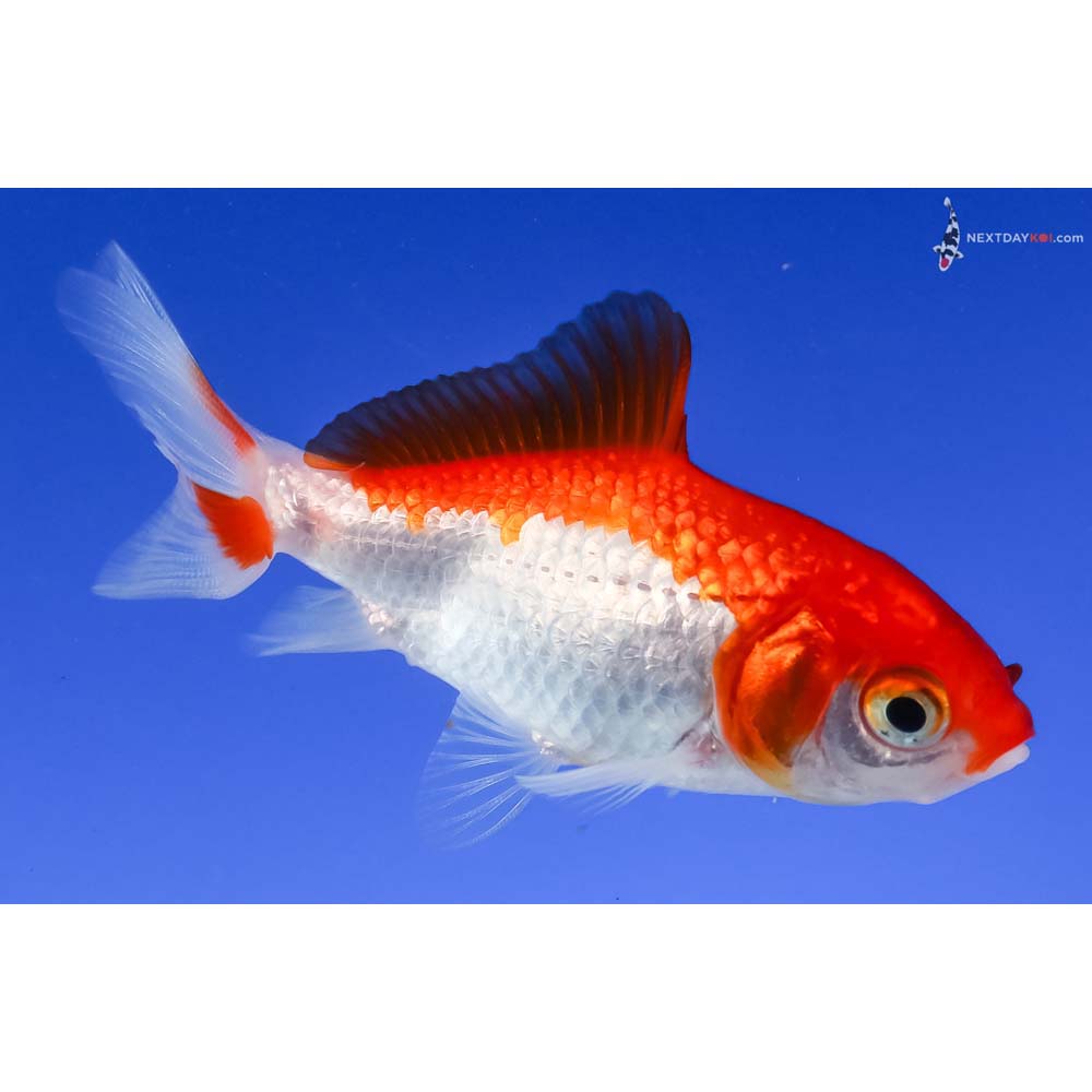 3” Imported Red and White Wakin