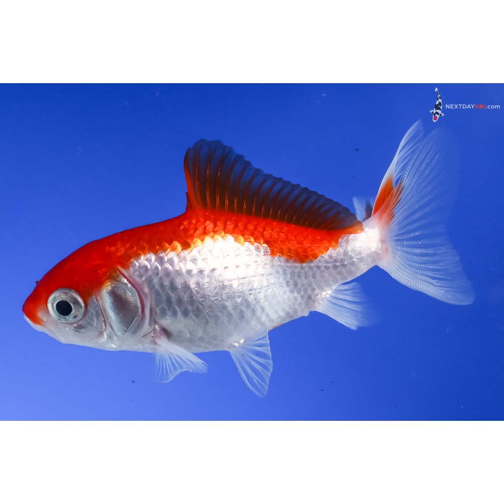 3” Imported Red and White Wakin