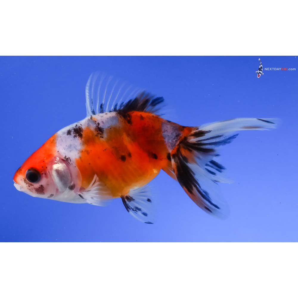 3.5” Imported Calico Wakin