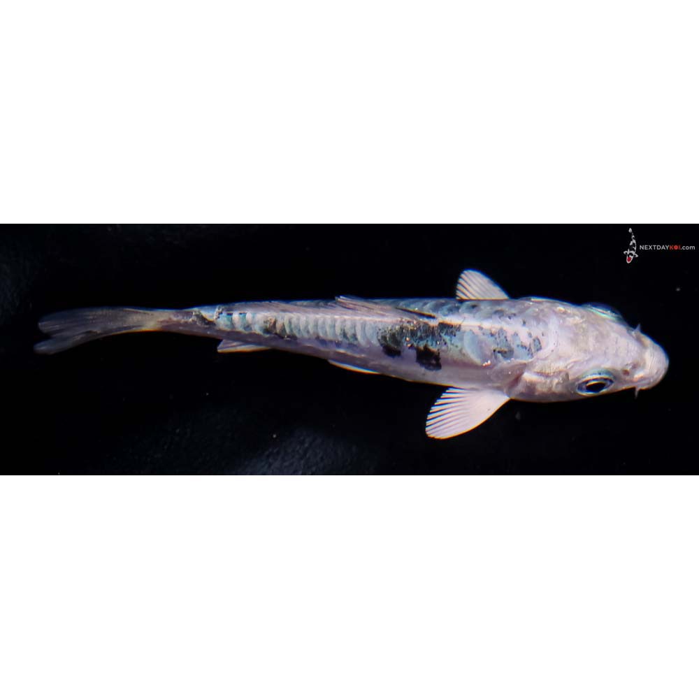 3” Imported Doitsu Gin Shiro Bekko