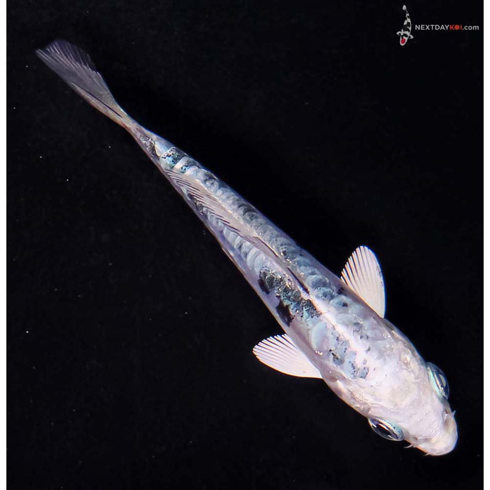 3” Imported Doitsu Gin Shiro Bekko