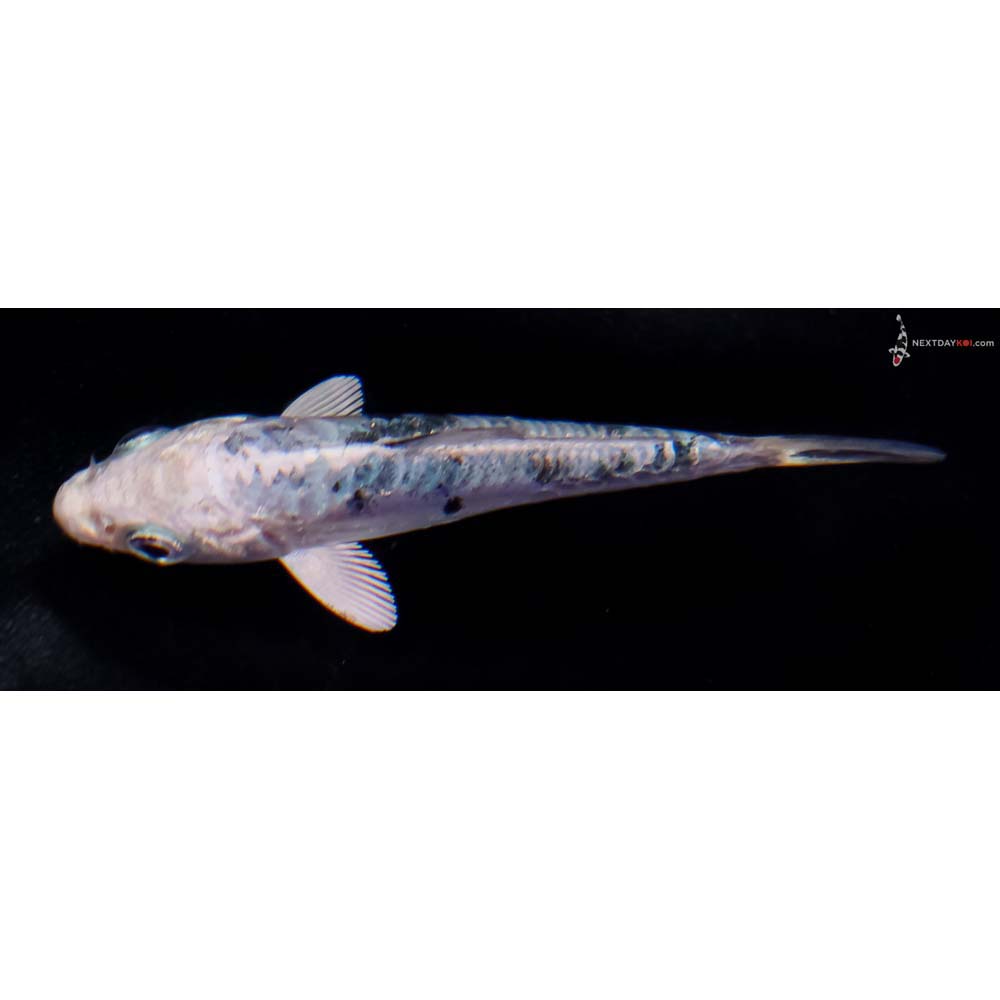 3” Imported Doitsu Gin Shiro Bekko