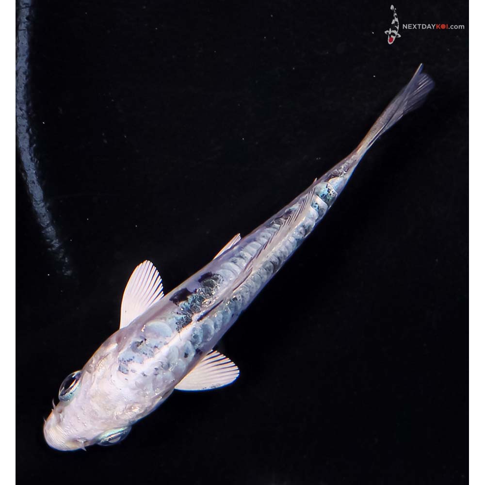 3” Imported Doitsu Gin Shiro Bekko