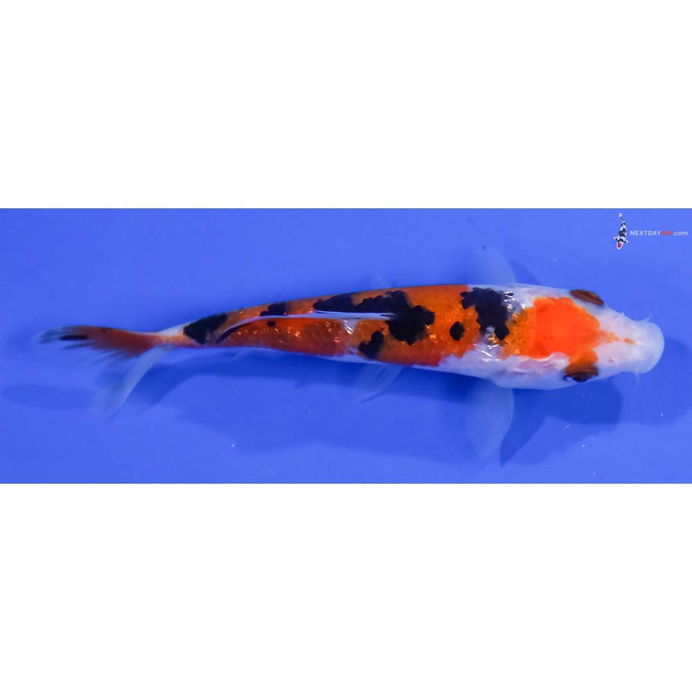 3.5” Imported Gin Rin Sanke