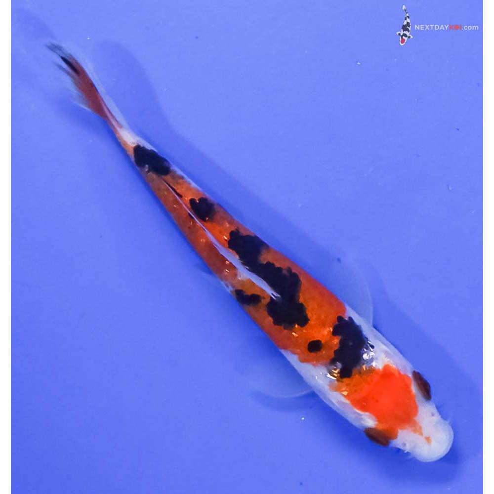 3.5” Imported Gin Rin Sanke