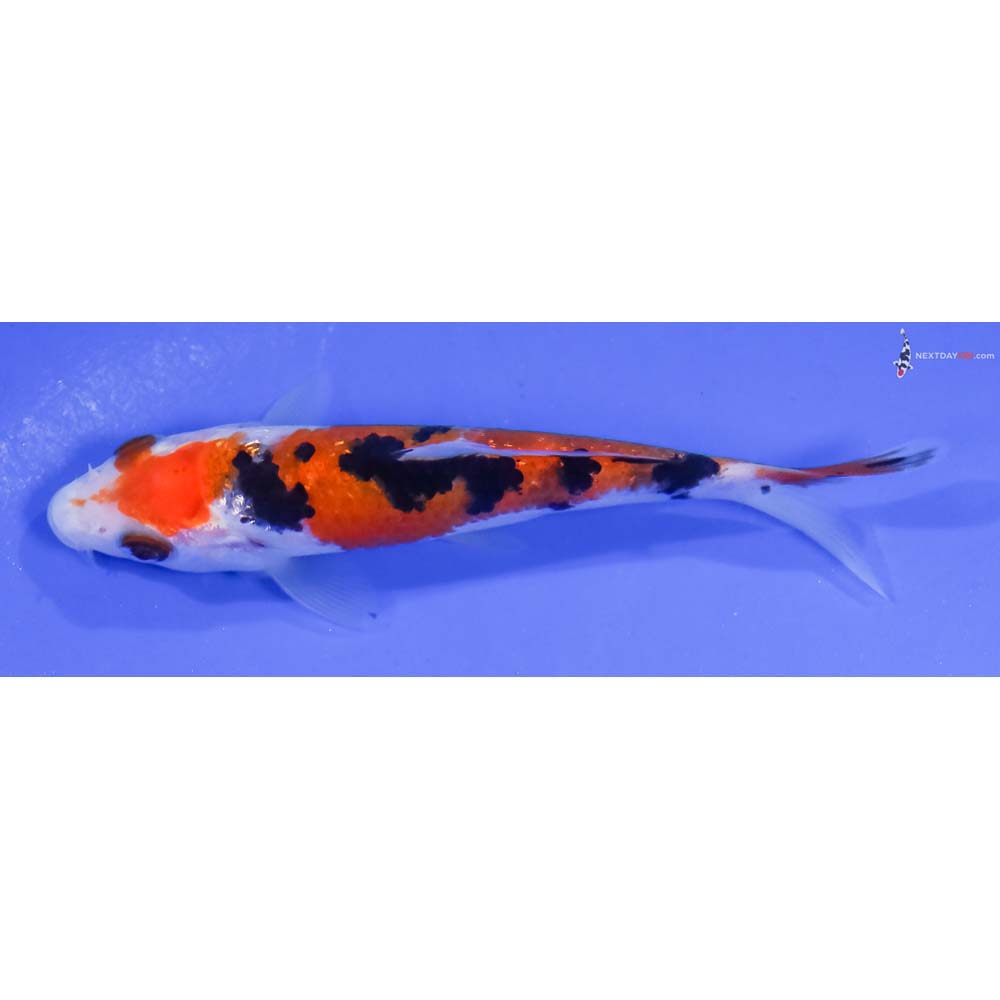 3.5” Imported Gin Rin Sanke