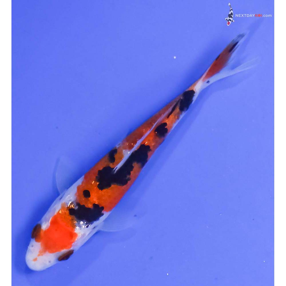 3.5” Imported Gin Rin Sanke