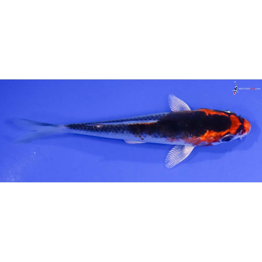 4” Imported Kujaku