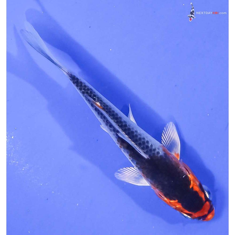 4” Imported Kujaku