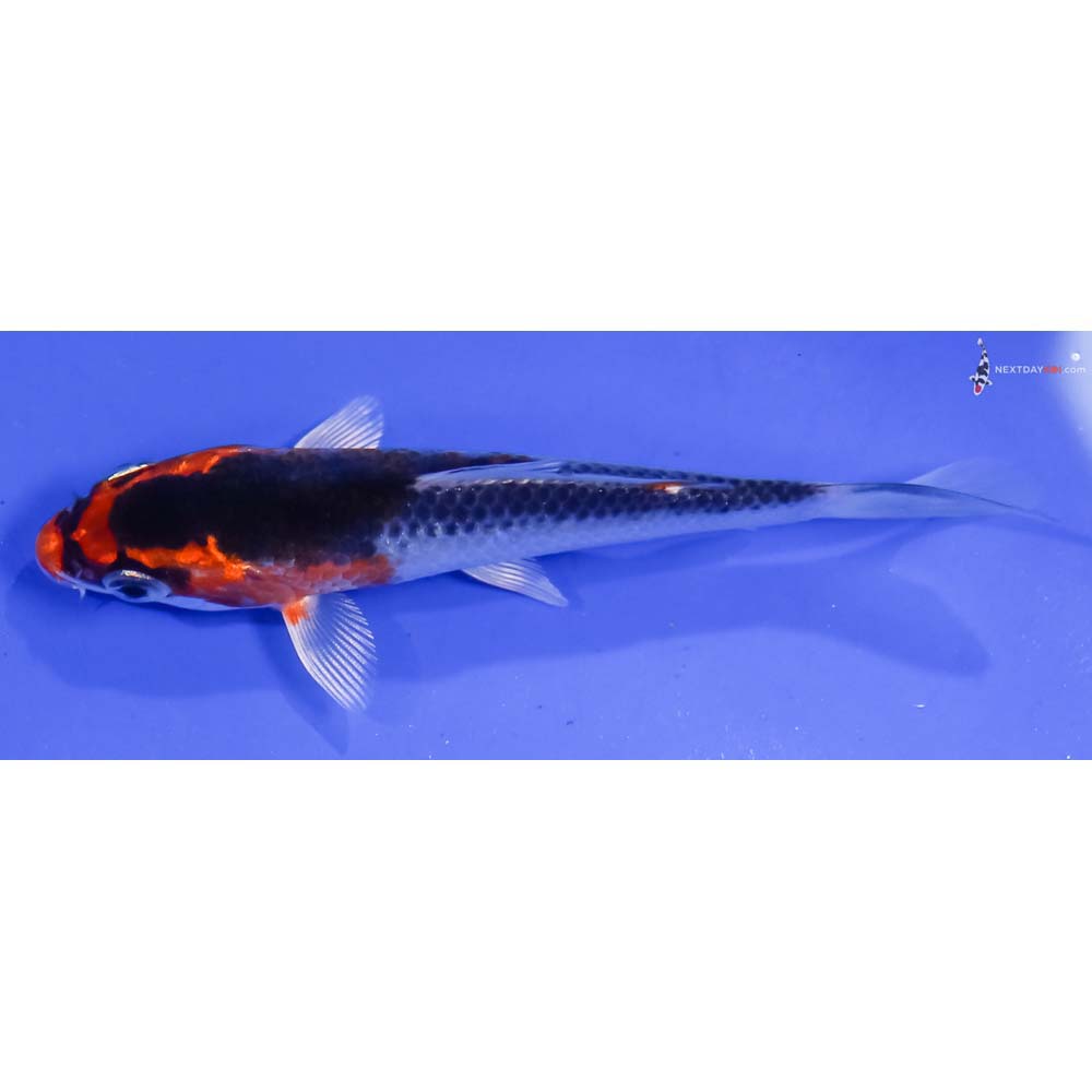 4” Imported Kujaku