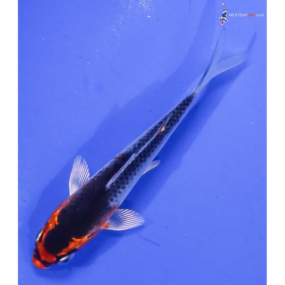 4” Imported Kujaku