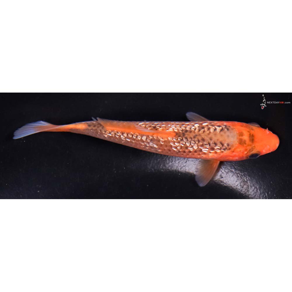 4.5” Imported Gin Rin Hi Asagi