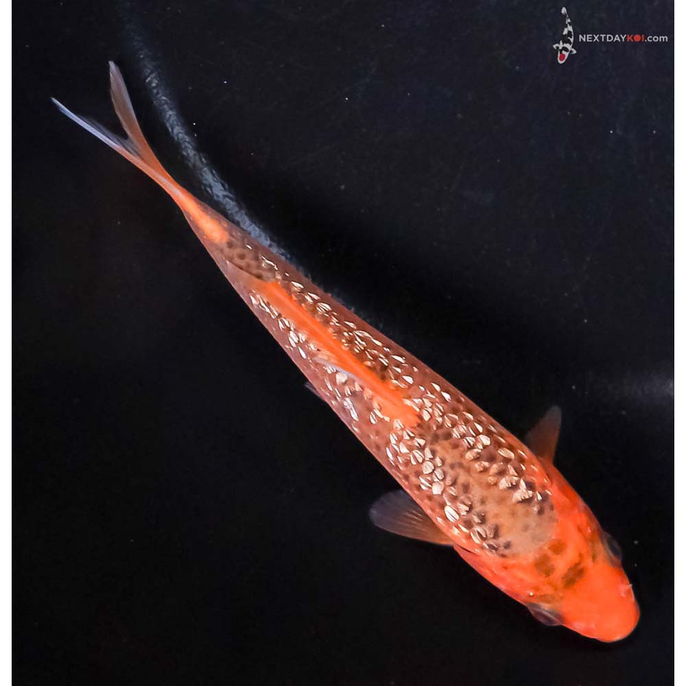 4.5” Imported Gin Rin Hi Asagi