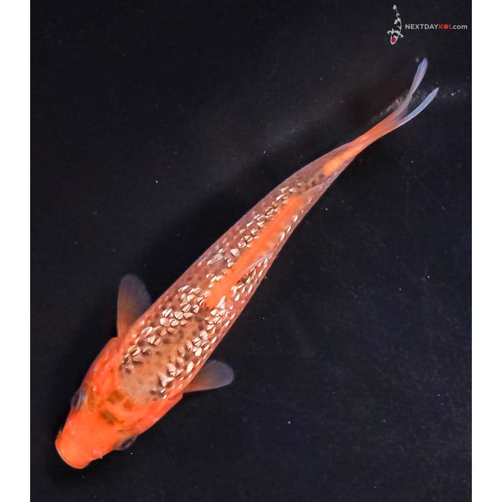 4.5” Imported Gin Rin Hi Asagi