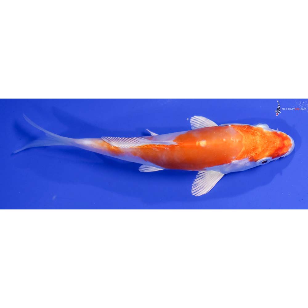 5” Imported Kikusui