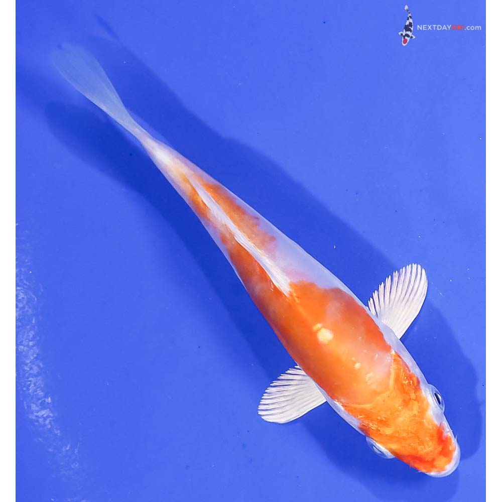 5” Imported Kikusui