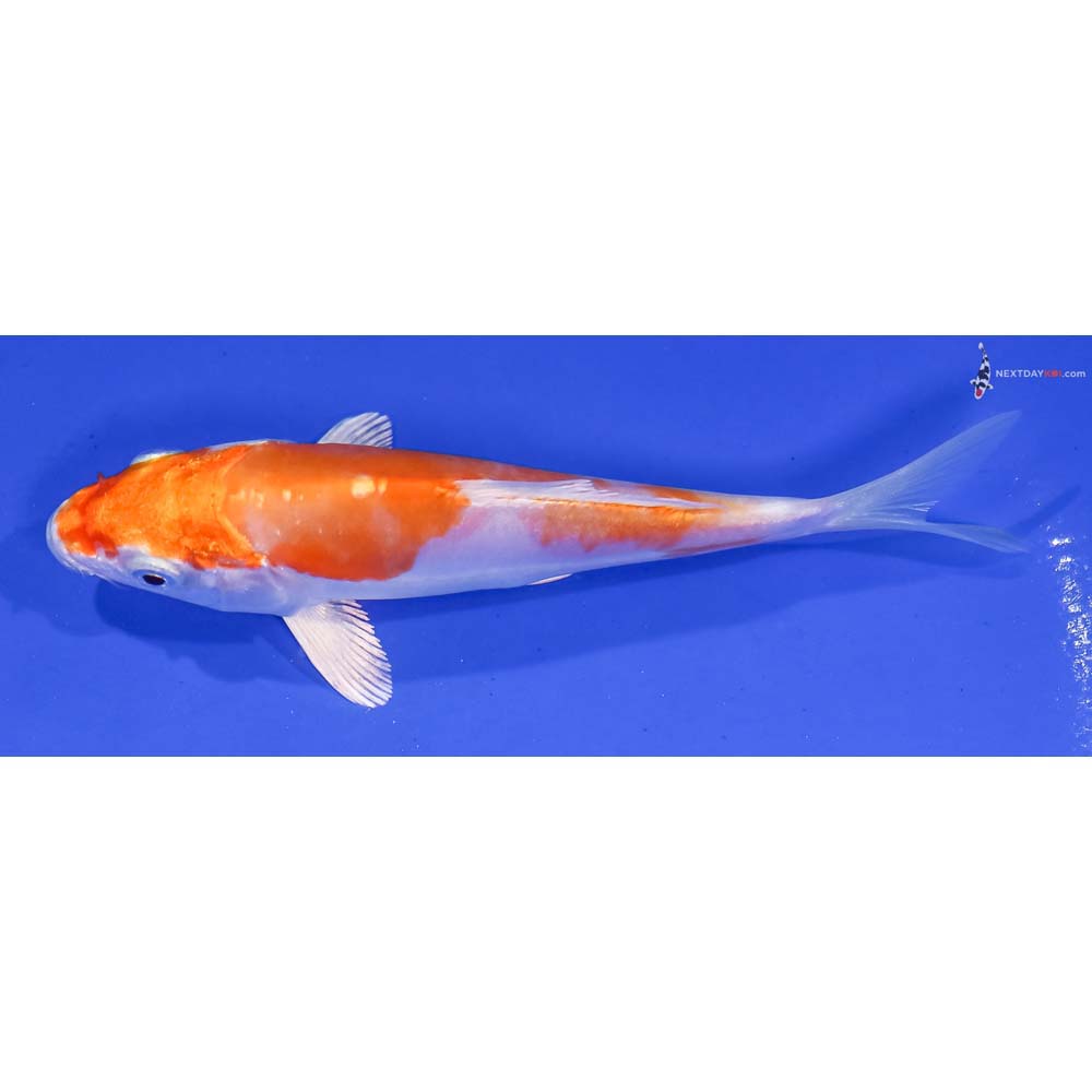 5” Imported Kikusui