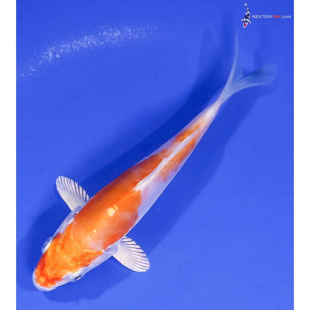 5” Imported Kikusui