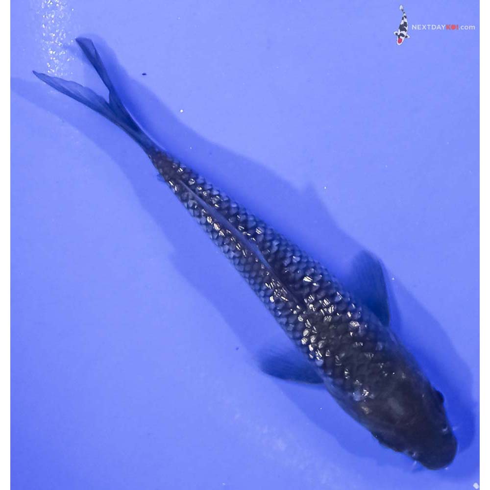 4” Imported Gin Rin Soragoi