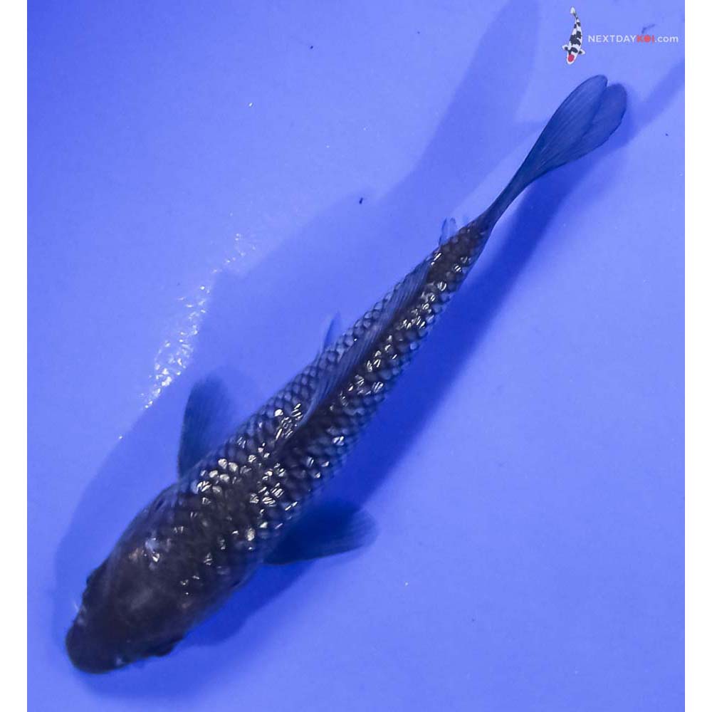 4” Imported Gin Rin Soragoi