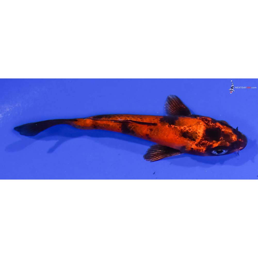 3.5” Imported Kin Hi Utsuri