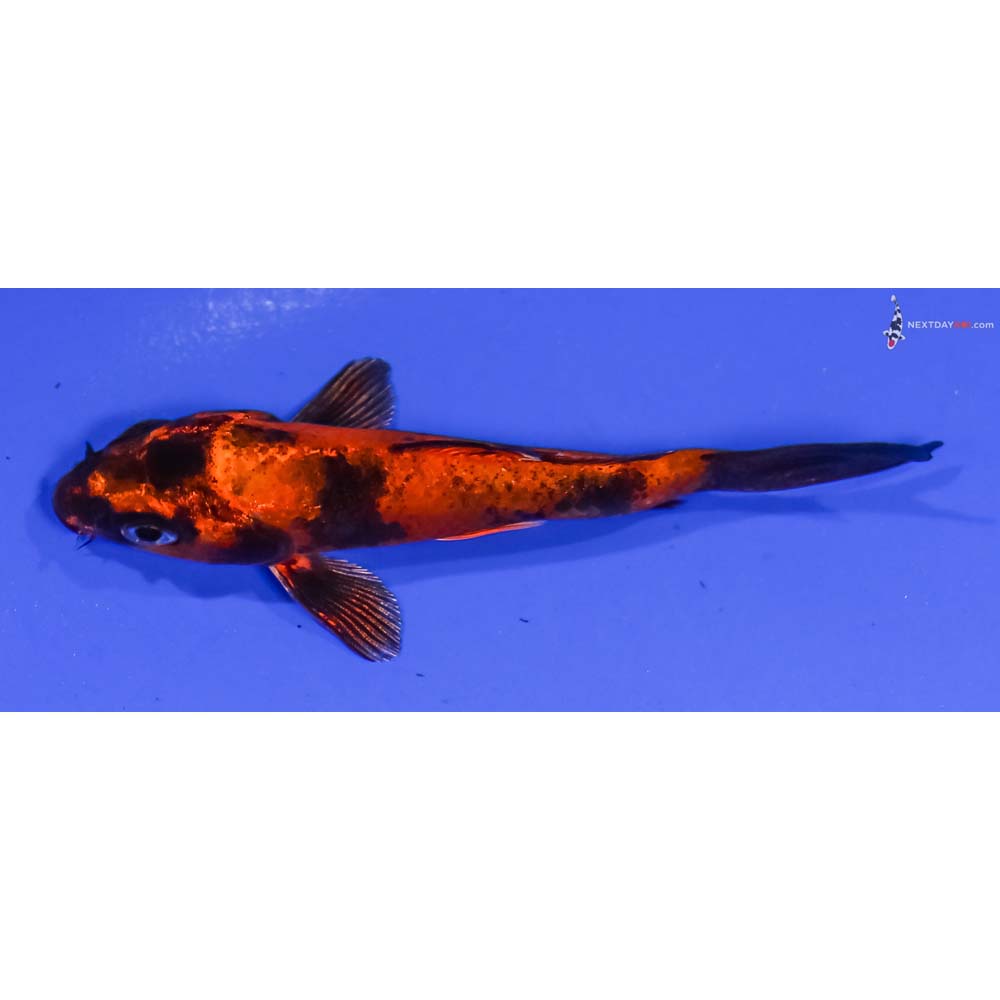 3.5” Imported Kin Hi Utsuri