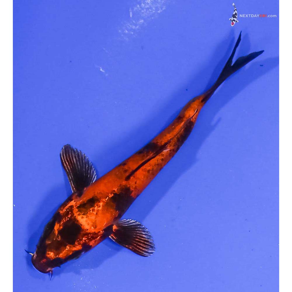 3.5” Imported Kin Hi Utsuri