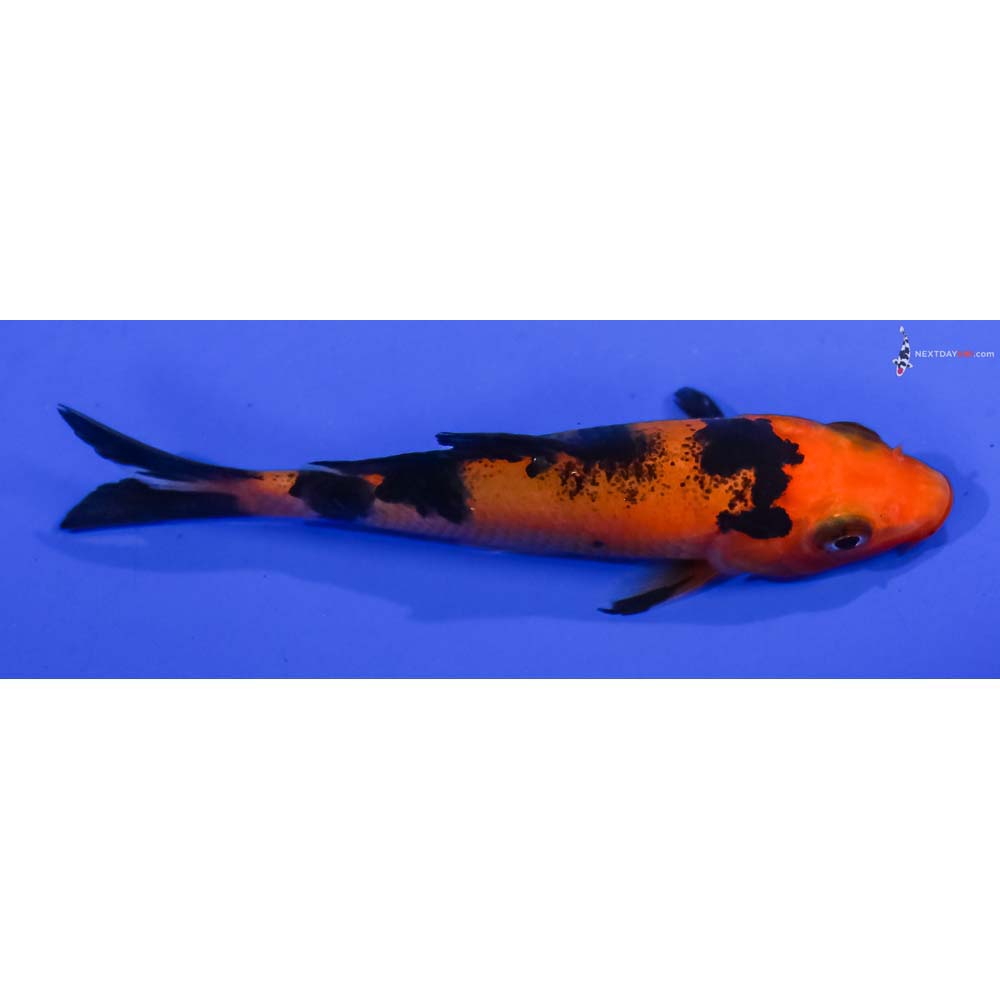 3.5” Imported Aka Bekko
