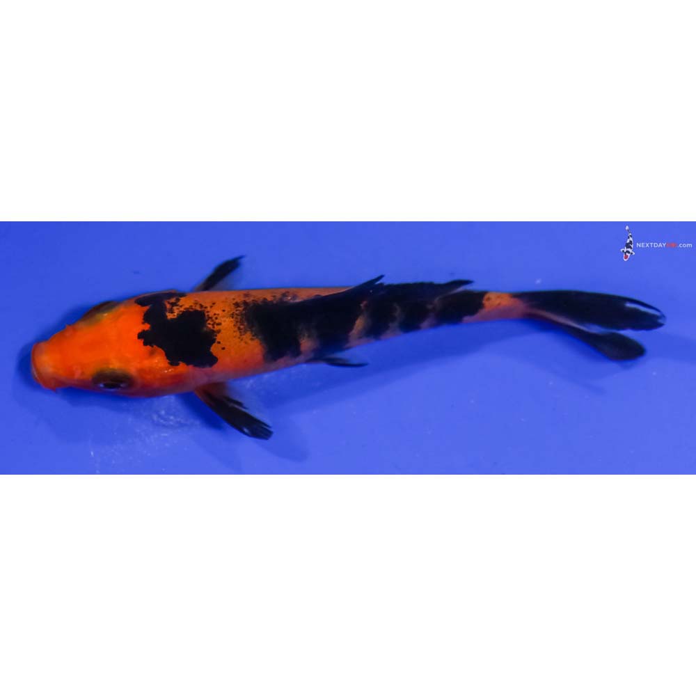 3.5” Imported Aka Bekko